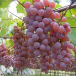 Local wine, fruit, and craft beer pairing around Lake Kawaguchiko