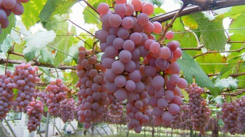 Local wine, fruit, and craft beer pairing around Lake Kawaguchiko