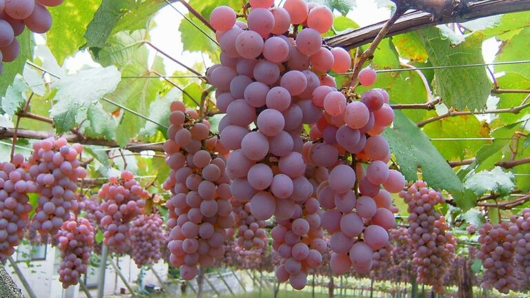 Local wine, fruit, and craft beer around Lake Kawaguchiko