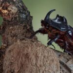 A rhinoceros beetle on wood for the Fuji Subaru Land beetle-hunting experience update