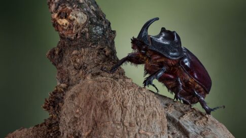 A rhinoceros beetle on wood for the Fuji Subaru Land beetle-hunting experience update