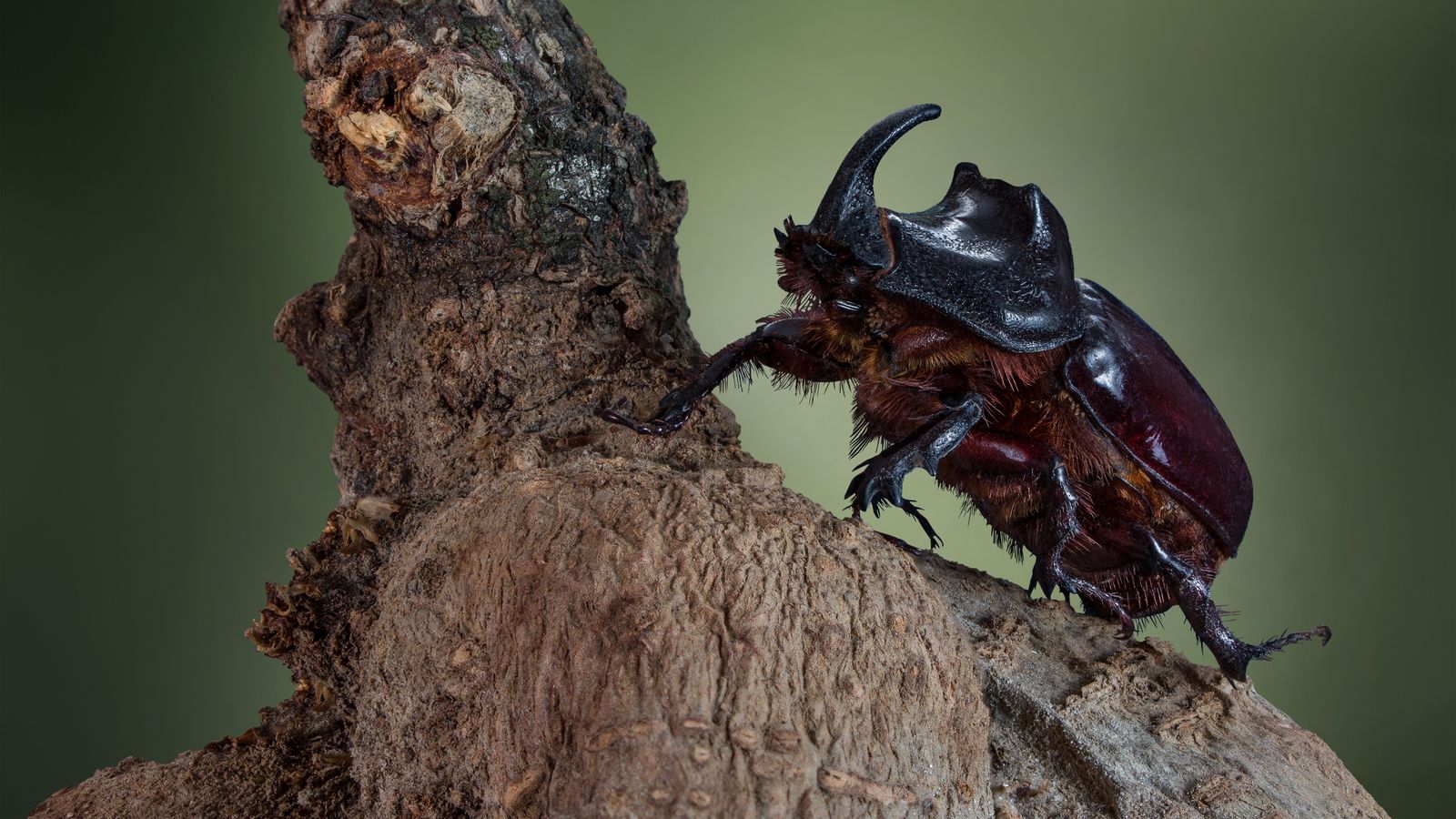 A rhinoceros beetle on wood for the Fuji Subaru Land beetle-hunting experience update