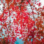 Red Japanese maple leaves for the Kawaguchiko Autumn Leaves Festival update