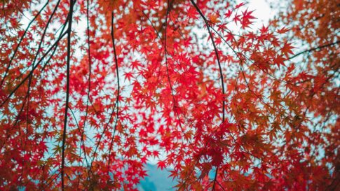 Red Japanese maple leaves for the Kawaguchiko Autumn Leaves Festival update