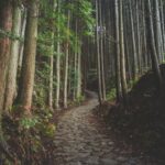 A forest walking path in Japan for Yamanakako Bear Safety Notice: What Walkers and Hikers Should Do in 2026