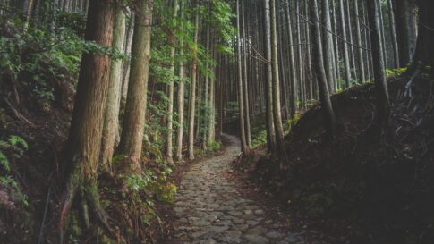 A forest walking path in Japan for Yamanakako Bear Safety Notice: What Walkers and Hikers Should Do in 2026
