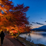 Text-free illuminated autumn maple path beside Lake Yamanaka with Mount Fuji at blue hour