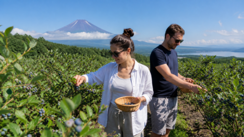 Travelers picking blueberries at a summer farm near Lake Yamanaka with Mount Fuji in the distance