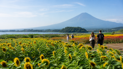 Travelers walking on a path through summer sunflower fields with snow-free Mount Fuji beyond