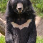 An Asiatic black bear with a pale crescent marking on its chest