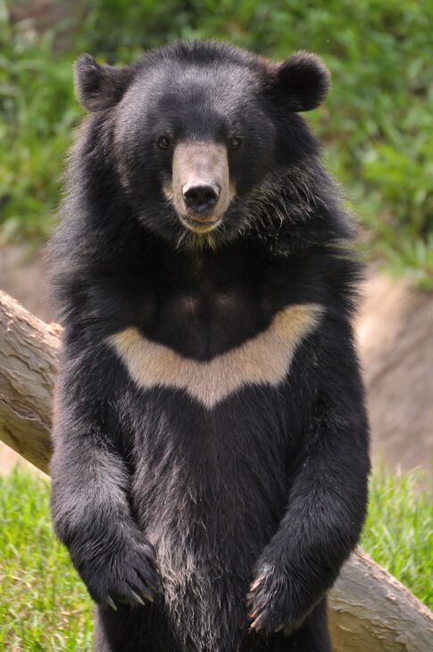 An Asiatic black bear with a pale crescent marking on its chest