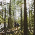 Two walkers following a woodland path under tall trees