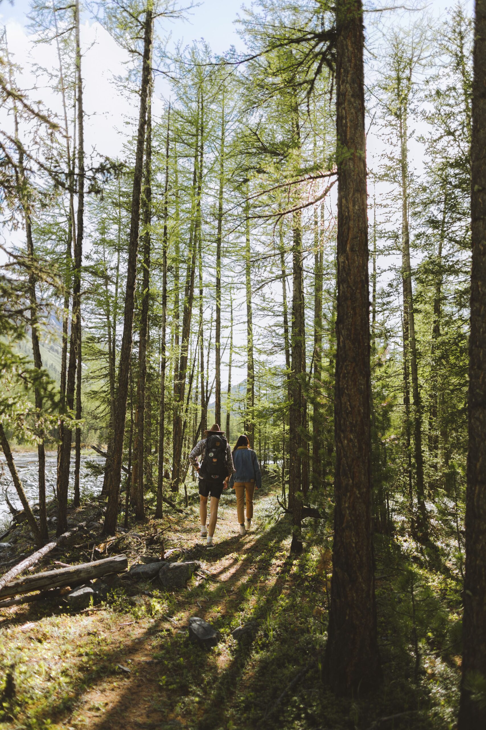 Two walkers following a woodland path under tall trees