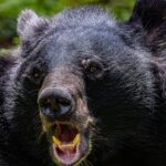 An Asian black bear in a green forest