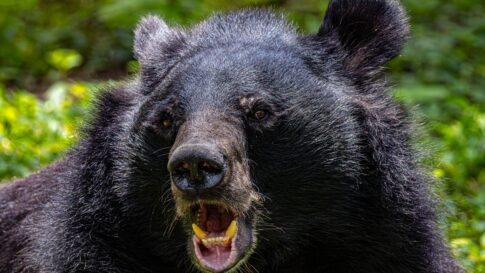 An Asian black bear in a green forest
