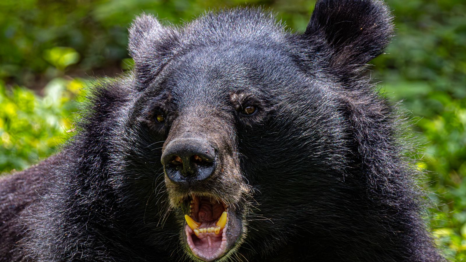An Asian black bear in a green forest