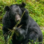 An Asiatic black bear sitting among green forest vegetation