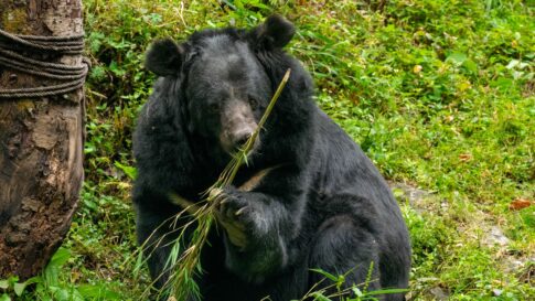 An Asiatic black bear sitting among green forest vegetation