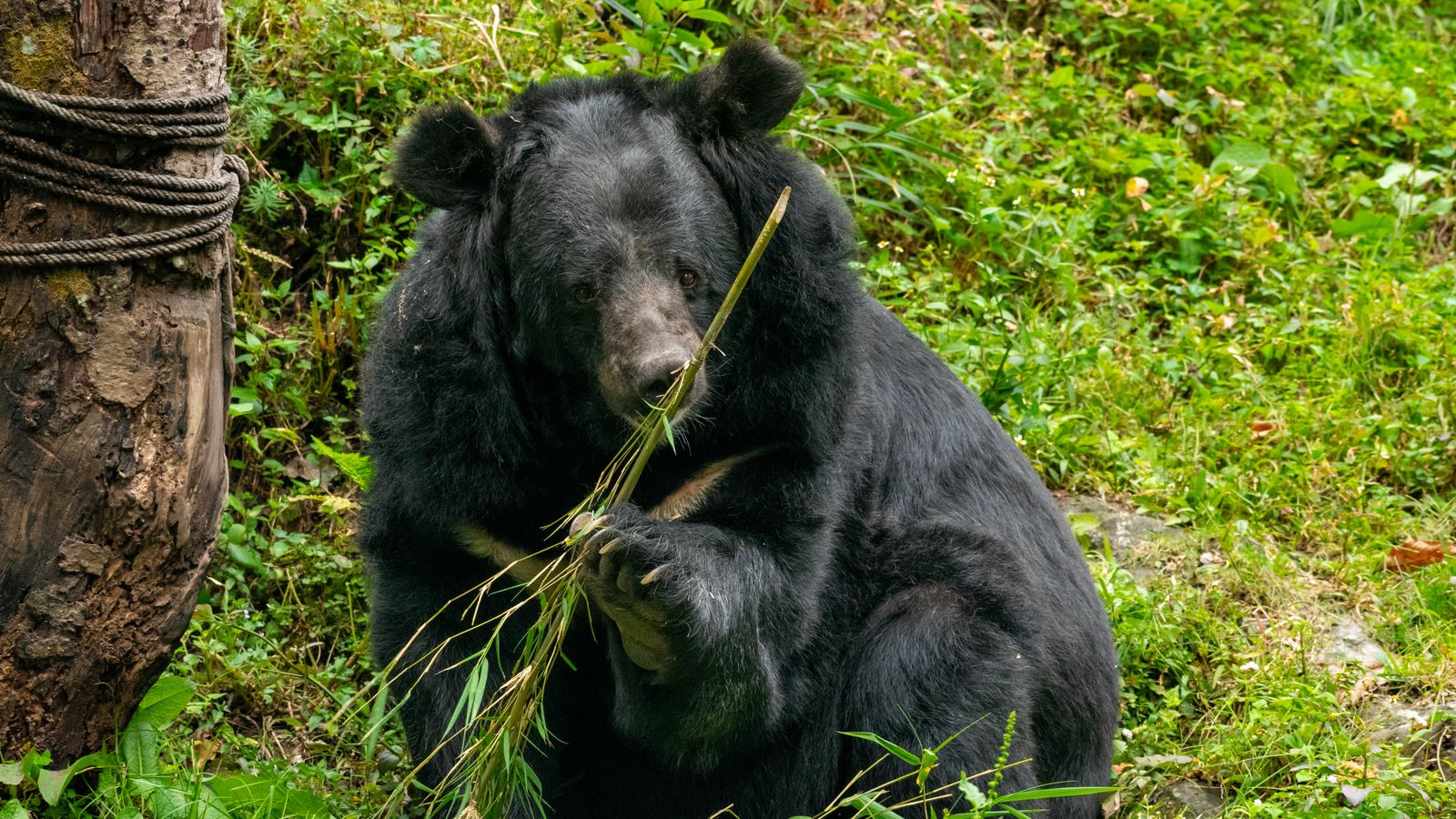 An Asiatic black bear sitting among green forest vegetation