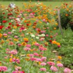 Rows of pink, red, orange, and white zinnias flowering in a summer garden