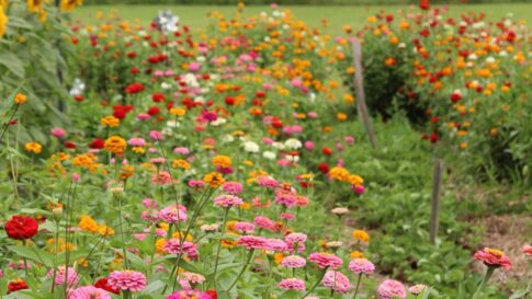 Rows of pink, red, orange, and white zinnias flowering in a summer garden