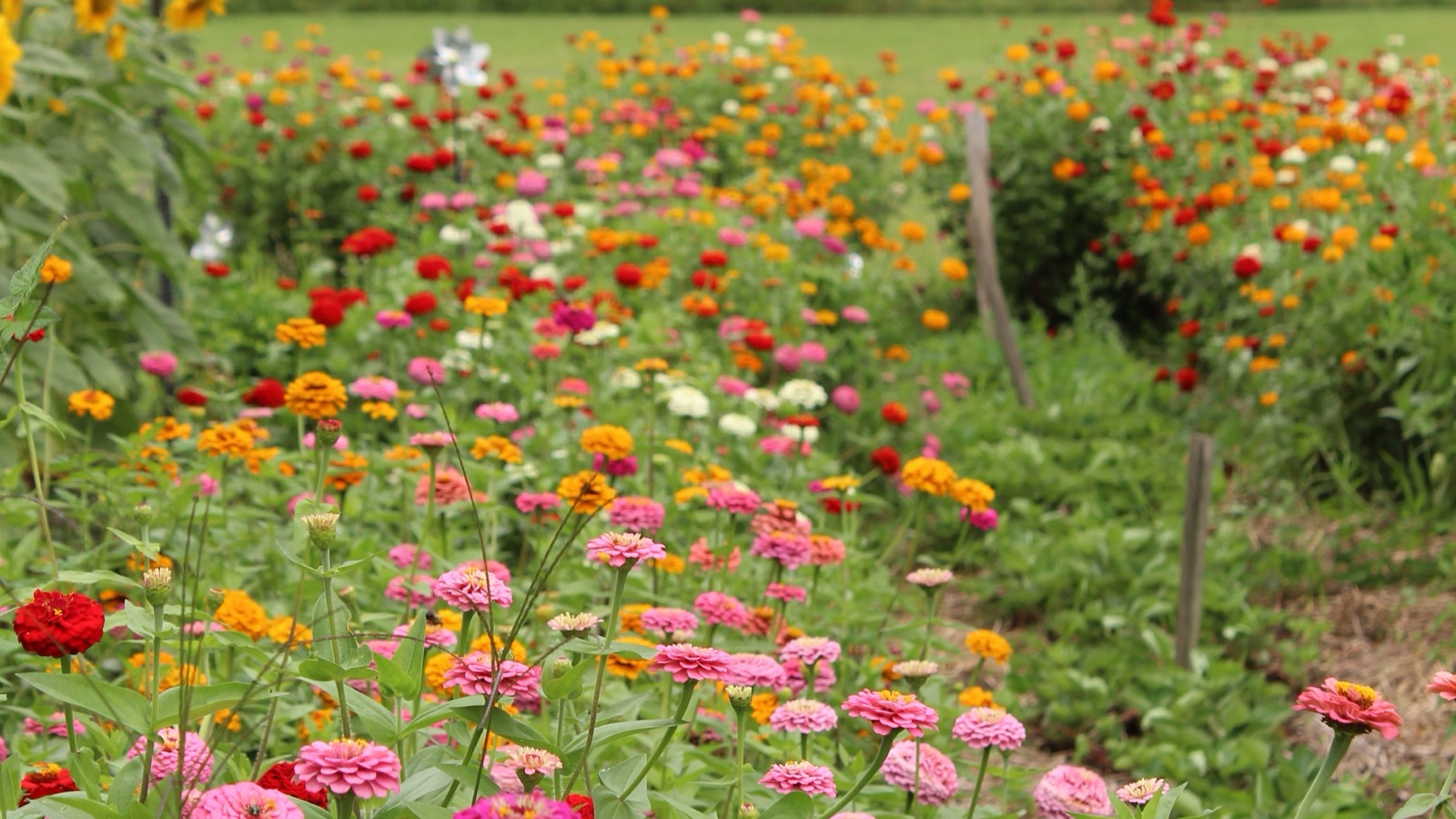 Rows of pink, red, orange, and white zinnias flowering in a summer garden