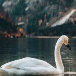 A mute swan swimming on a calm mountain lake