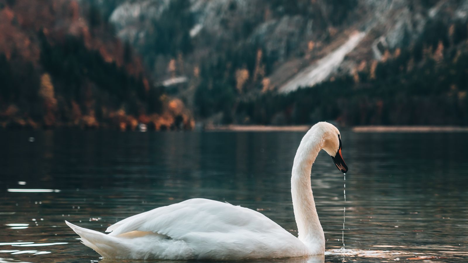 A mute swan swimming on a calm mountain lake